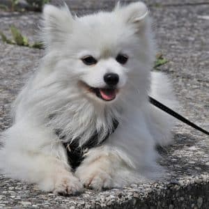 spitz, white dog, head-4266259.jpg